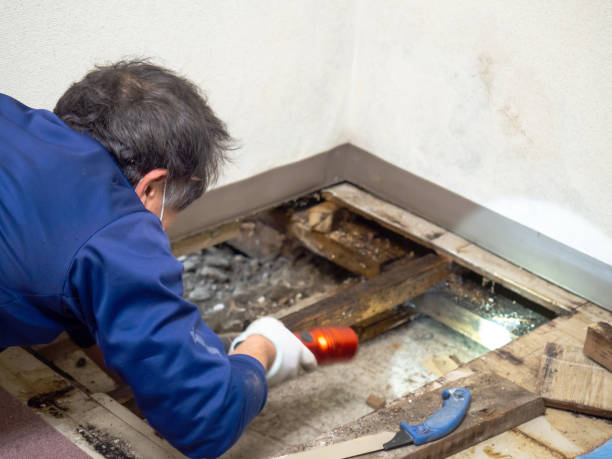Best Black Mold Removal  in Pullman, WA