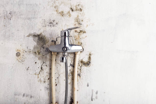 Best Mold Testing and Removal  in Pullman, WA