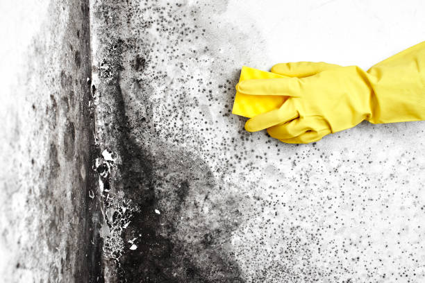 Best Residential Mold Removal  in Pullman, WA