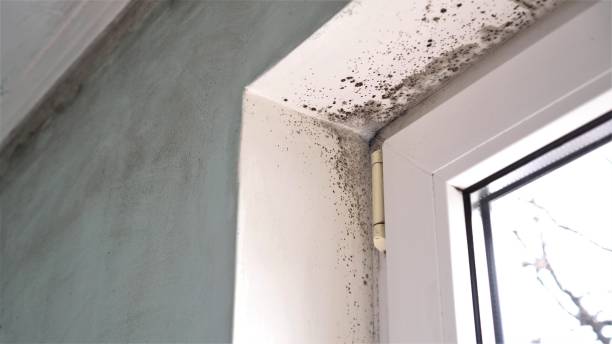 Best Certified Mold Removal  in Pullman, WA