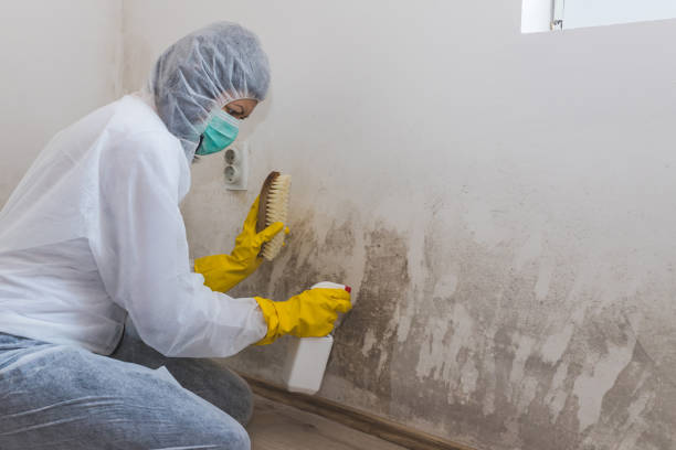 Best Mold Damage Repair  in Pullman, WA