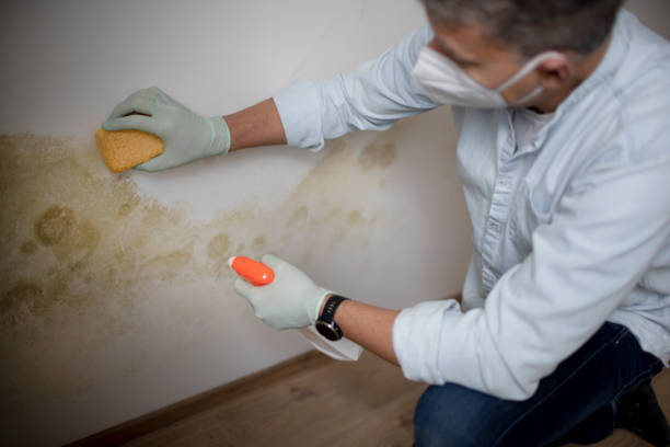 Best Local Mold Removal Service  in Pullman, WA