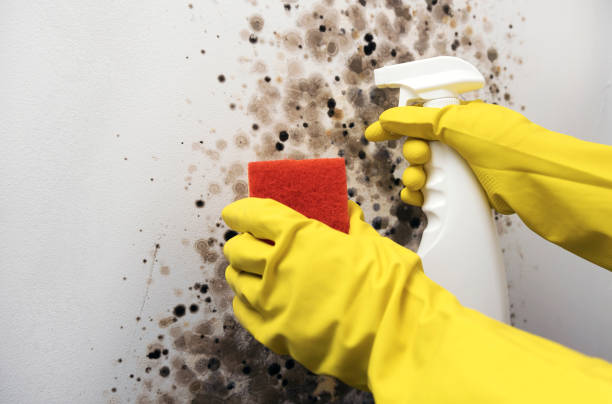 Best Fast Mold Removal  in Pullman, WA