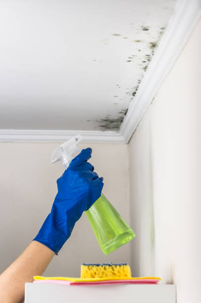 Best Toxic Mold Removal  in Pullman, WA