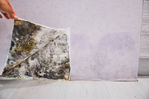 Best Home Mold Removal  in Pullman, WA